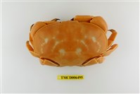 藏品(廣闊愛潔蟹)的圖片